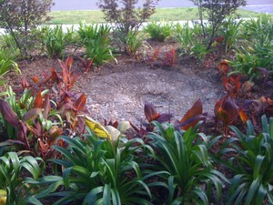 Gymea1 Horticultural Contracting Pic 5