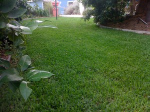 Gymea1 Horticultural Contracting Pic 4 - another great turf job