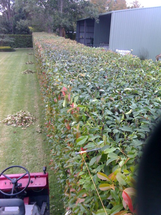 Gymea1 Horticultural Contracting Pic 1 - hedging is our specialtly