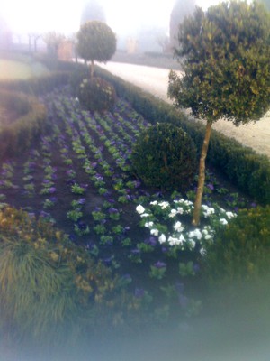 Gymea1 Horticultural Contracting Pic 3 - mass annual plantings