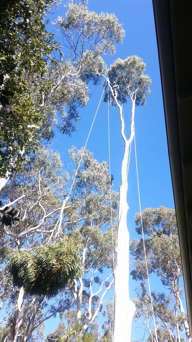 Domestic Tree Care Pic 1