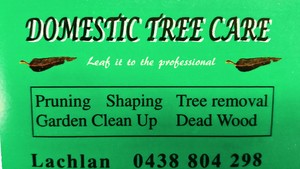 Domestic Tree Care Pic 4