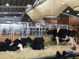 Royal Sydney Easter Show Pic 5