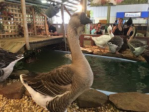 Royal Sydney Easter Show Pic 4