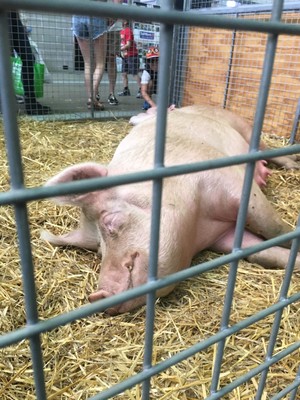 Royal Sydney Easter Show Pic 3