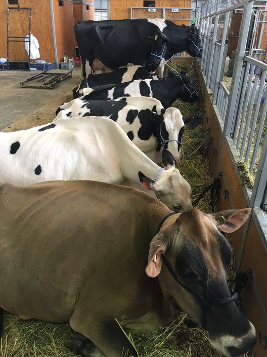 Royal Sydney Easter Show Pic 1