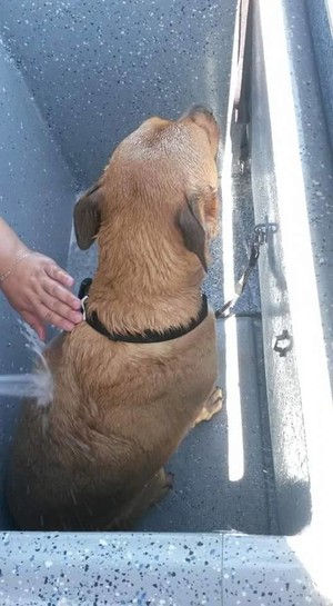 On the Nose Mobile Dog Washing Pic 3