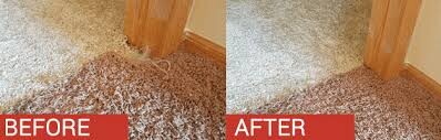 Carpet Cleaning By Rex Pic 1