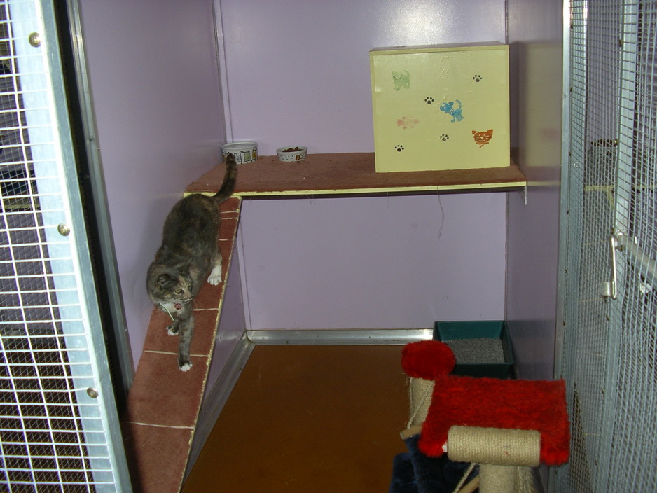 WeCare Country Kennels Pic 2 - the cattery