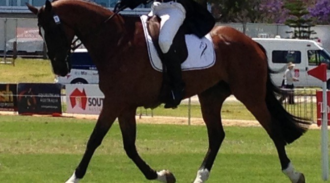 Wyuna Performance Horses Pic 1 - myofascial release therapy