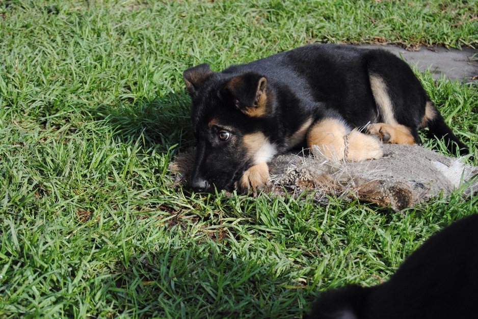 Unimet K9 Services M/L 000101032 Pic 1 - Security Dog in training