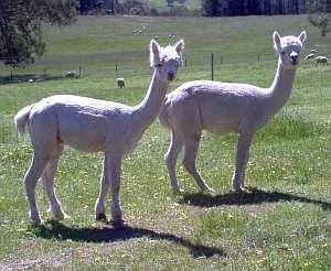 Yacka Ridge Alpacas Pic 2