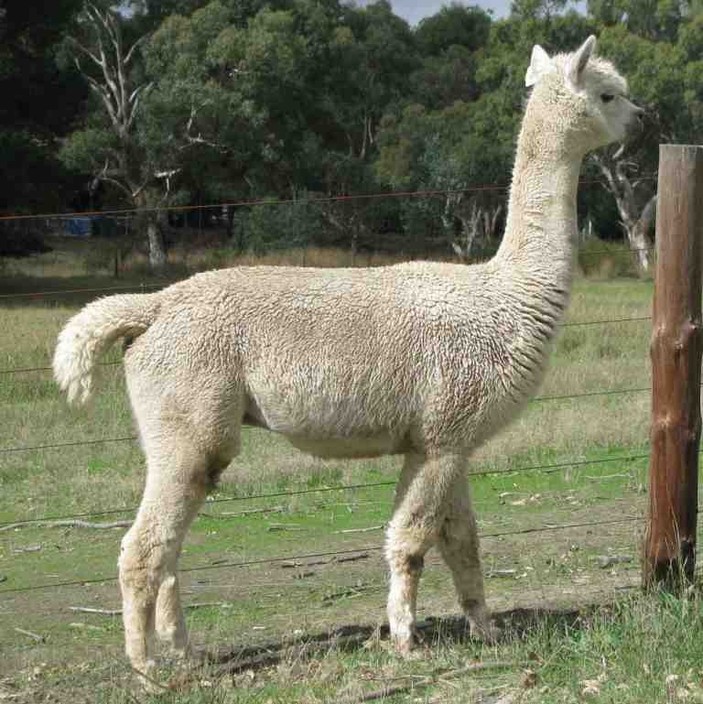 Yacka Ridge Alpacas Pic 1