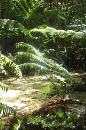 Rainbow Beach Adventure Centre 4WD Hire Pic 4 - Wanggoolba Creek Central Station Fraser Island