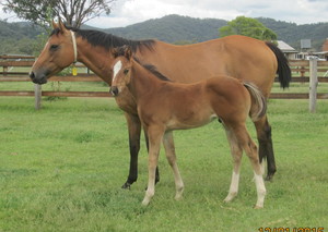 Tanglewood Farm Pic 3 - Danehill Dancer foal