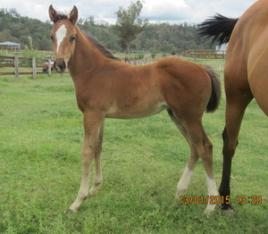 Tanglewood Farm Pic 2 - Foaling season