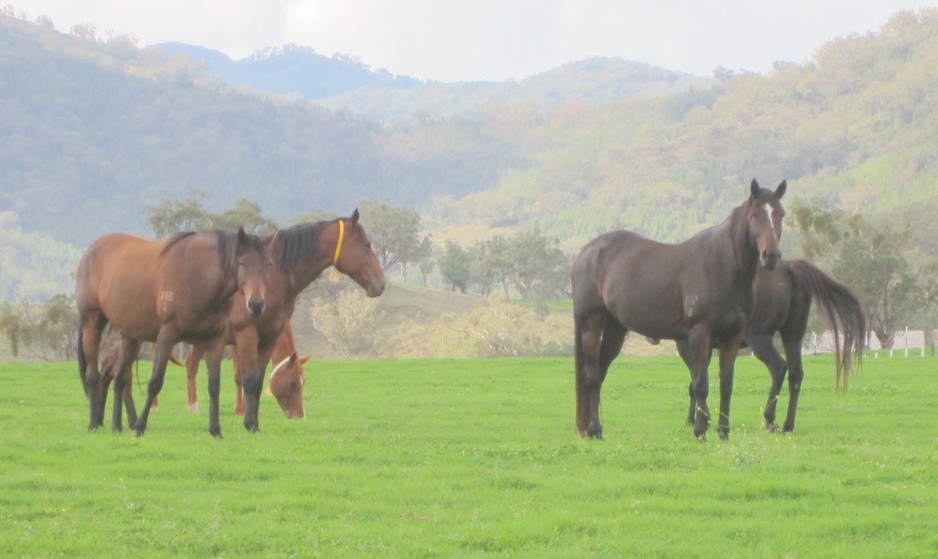 Tanglewood Farm Pic 1 - Mares on agistment