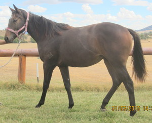 Tanglewood Farm Pic 5 - Yearling preparation