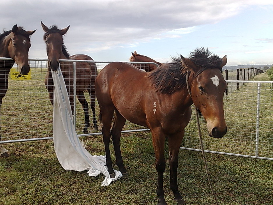 Foaltastic Australia Pic 1 - i thought foaltastic was gentle hmmmph first i am tied to the ground then somebody steal my pyjammas i want my money back