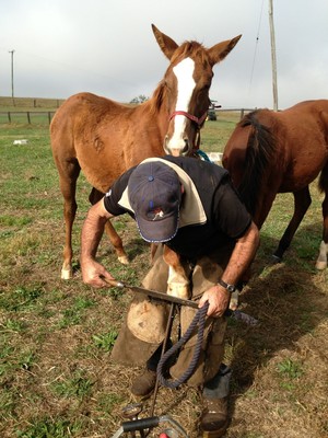 Foaltastic Australia Pic 5 - PADDOCK TRIMno help required FOALTASTIC FOALS after 3 lessons they trust us HUMANS