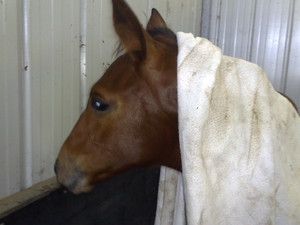 Foaltastic Australia Pic 3 - sheer fear