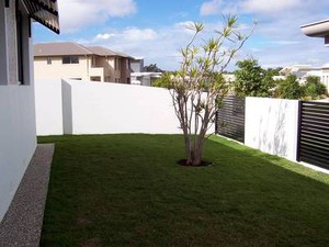 Australian Lawn Concepts Pic 2 - Sir Walter Sapphire Wintergreen Couchm Queensland