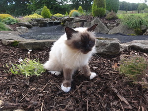 AOK Dog Walking and Pet Minding Pic 5 - We love cats too