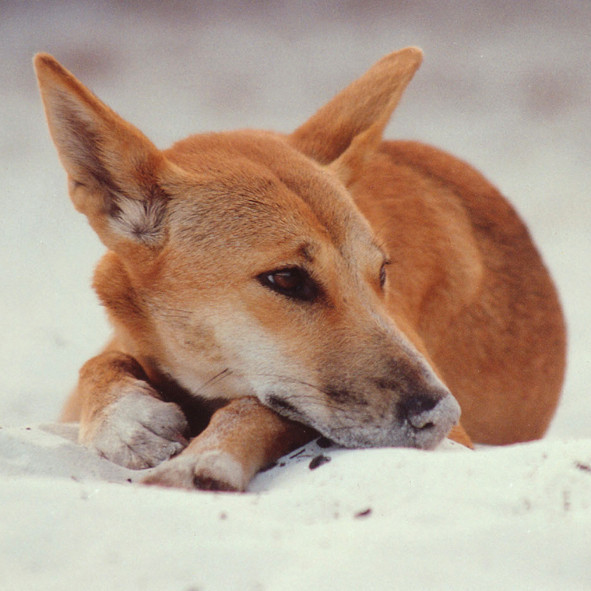 The Discovery Group Pic 1 - Dingo on Fraser Island