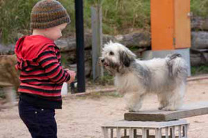 Alfoxton Dog Training & Boarding Kennels Pic 3 - Fun for all the Family