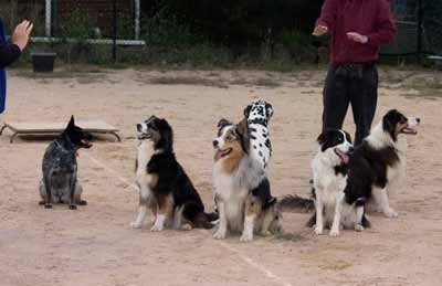 Alfoxton Dog Training & Boarding Kennels Pic 1 - Group Adult classes