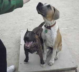 Alfoxton Dog Training & Boarding Kennels Pic 2 - Safe off lead environment