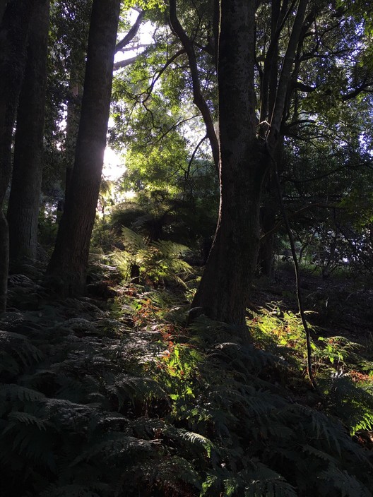 Blue Mountains Botanic Garden Mount Tomah Pic 2