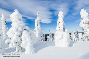 Timothy Skinner Photographer Pic 3 - Giant Popcorn Trees Finnish Lapland