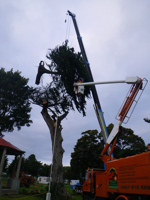 Forest & Garden Tree Services Pic 2 - All trees any time