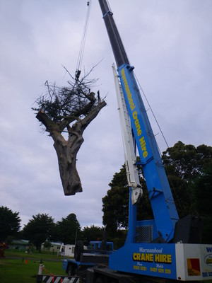 Forest & Garden Tree Services Pic 4 - Crane tree removal