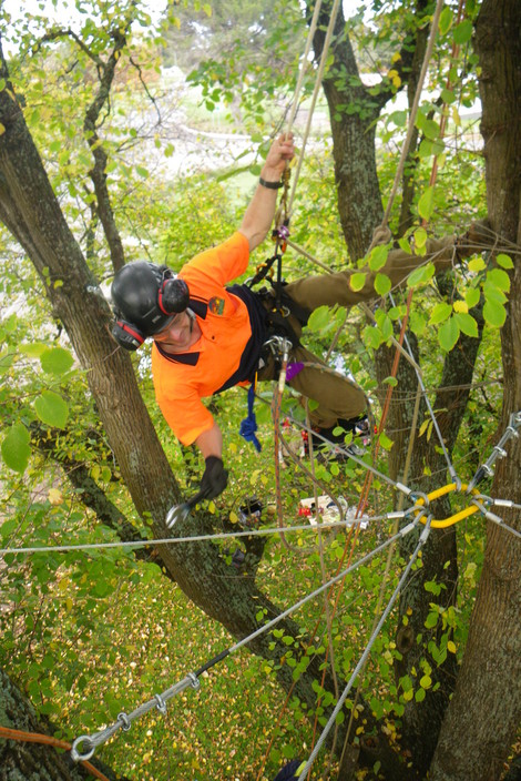 Forest & Garden Tree Services Pic 1 - Rod and Cable Bracing