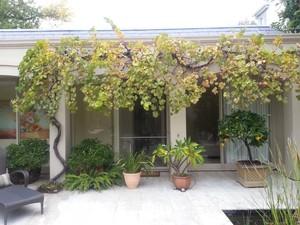 Ron Can Garden Pic 5 - The Blashkis Toorak