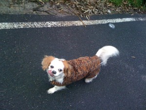 Deb's Happy Pets Pic 4 - Lolo my beautiful Octogenerian