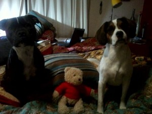 Deb's Happy Pets Pic 3 - Soulmates Murphy and Harry