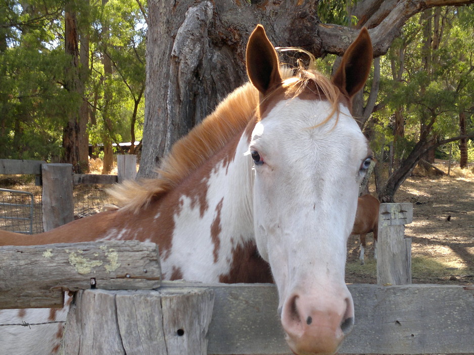 Dunsborough School of Natural Horsemanship Pic 1 - Star