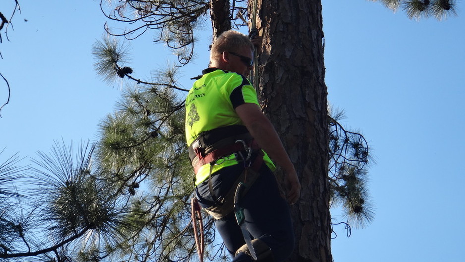 JOSHES MOWING AND TREE SERVICES Pic 2