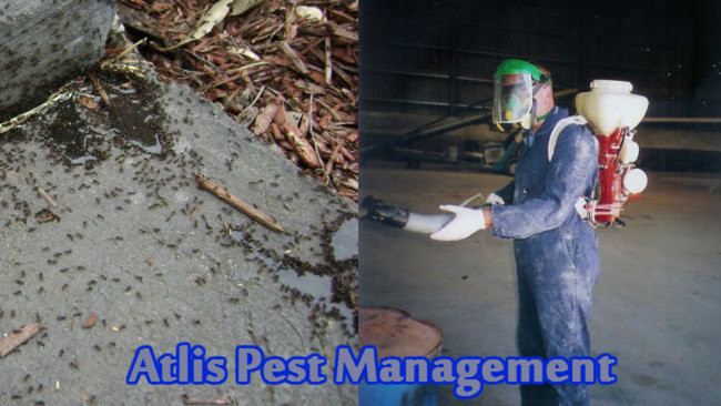 Atlis Pest Management Pic 1