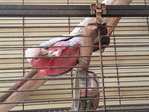 Muddy Paws Pet Services Pic 2 - This is my galah Bobby