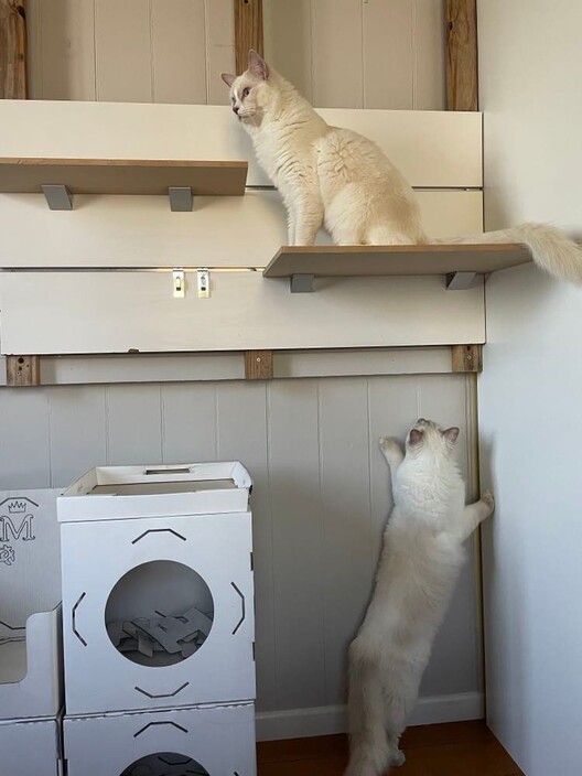 Mary Valley Cattery Pic 2 - Play time