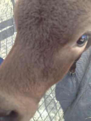 Hahndorf Farm Barn Pic 3 - Curious cow