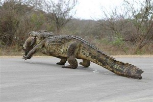 Dragon Tours and Limousines Pic 5 - Had enough of these guys slow never on time and cost an arm and leg Luxury on time or money back