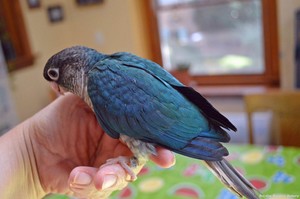 Feathers and Beaks Bird Minding Pic 5