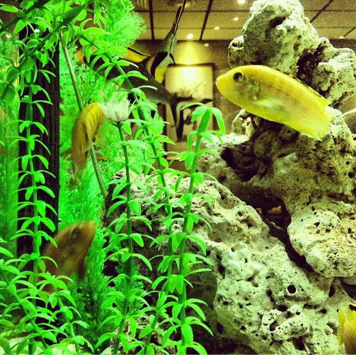 Golden Coronet Chinese & Malaysian Restaurant Pic 1 - Big fish tank to admire while your waiting for your meal