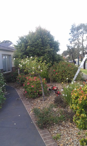 Big Star Lawn Mowing Pic 3 - Carrum downs Hedge Before