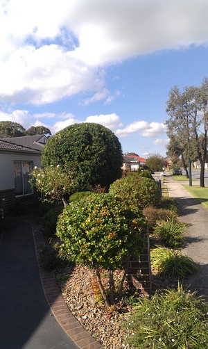 Big Star Lawn Mowing Pic 4 - Carrum downs Hedge After